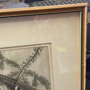 Benson B Moore, Bay Breasted Warbler, Etching, Wood Frame