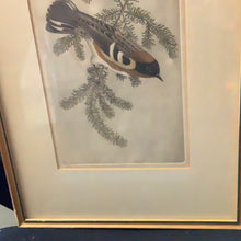 Benson B Moore, Bay Breasted Warbler, Etching, Wood Frame